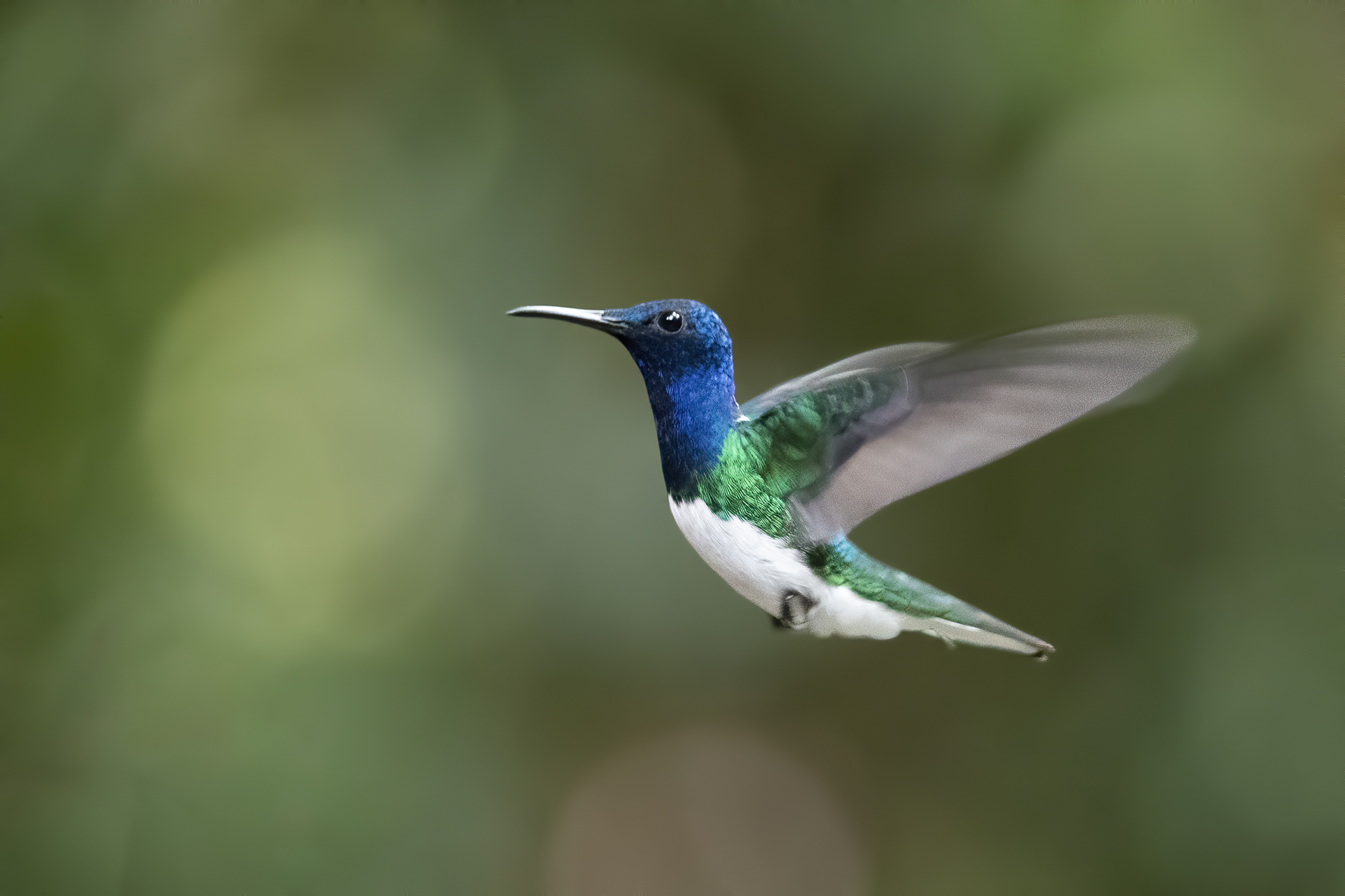 White-necked Jacobin